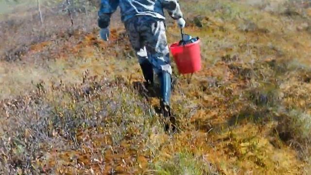 В Тайгу за КЕДРОВОЙ ШИШКОЙ. 15.09.21г. смотреть онлайн