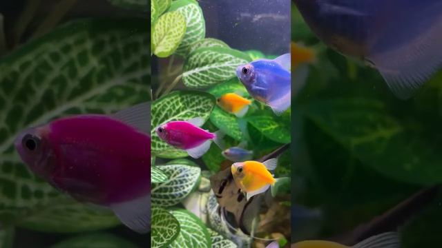 Стайные аквариумные #рыбки тернеция смотреть онлайн