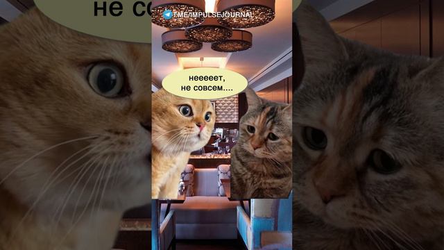 Привычная тактика #мем #мыкотики #приколы #юмор #разговор #анекдот #шутки #котики смотреть онлайн