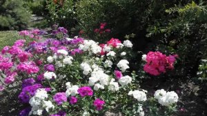 Флокс Друммонда на моем участке