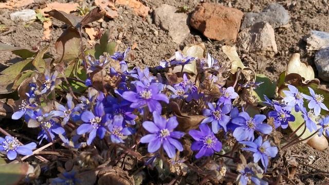 Цветение печёночницы 09.04.2020 смотреть онлайн