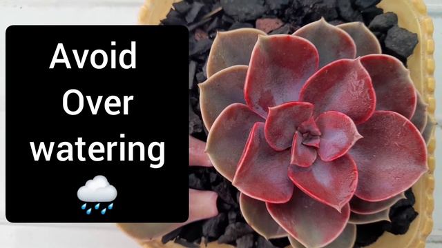 Perle Von Nurnberg Succulent Basic Information | Care | Price смотреть онлайн