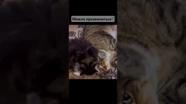 Можно приземлиться? #мем #рекомендации #кошки смотреть онлайн