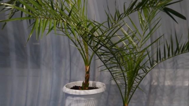 Финиковая пальма уход.Домашняя финиковая пальма уход смотреть онлайн