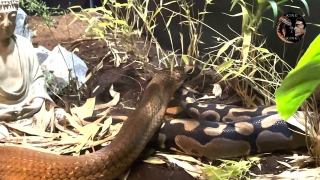King Cobra vs Ball Python ( king cobra , ball python ) 킹코브라 vs 파이썬 snake video смотреть онлайн