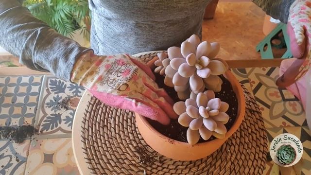 Trasplante y cuidados de mi Graptopetalum Amethystinum/Jardín Suculento смотреть онлайн