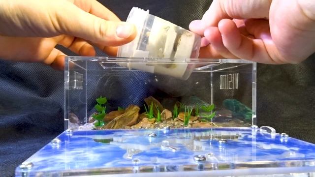 Возрождаем Желтую империю ● Lasius flavus смотреть онлайн