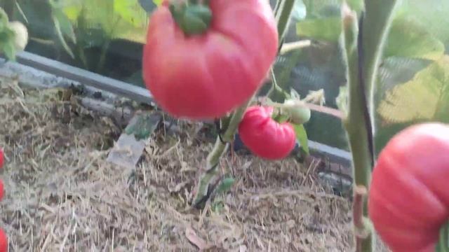 Обзор новых сортов томатов в теплице часть 3 смотреть онлайн