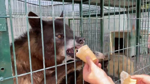 Летнее видео о жизни Волков в домашних условиях смотреть онлайн