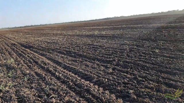 Начинаем посев рапса,повезло с дождем. Посев 2021 смотреть онлайн