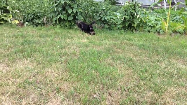 Щенок - йоркширский терьер смотреть онлайн