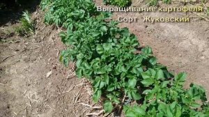 Выращивание раннего картофеля. Ранний сорт "Жуковский"