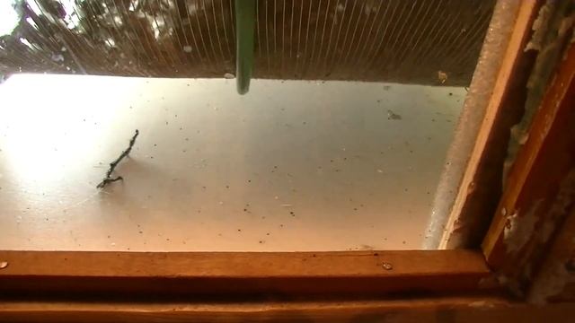 Осенняя термообработка пчел . Какое средство самое эффективное в борьбе с клещами варроатоза . смотреть онлайн