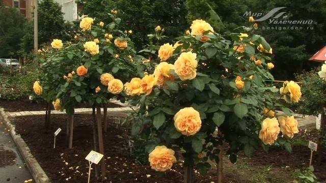 Роза Бернштайн (Bernstein) смотреть онлайн