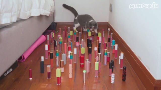 Waking Up Sleepy Cat With Treats Compilation смотреть онлайн