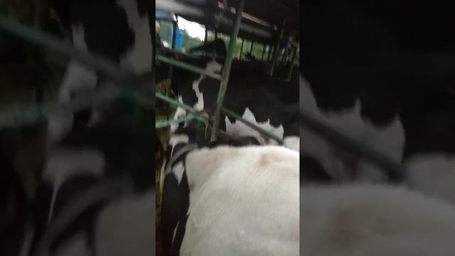 Издевательство над людьми смотреть онлайн