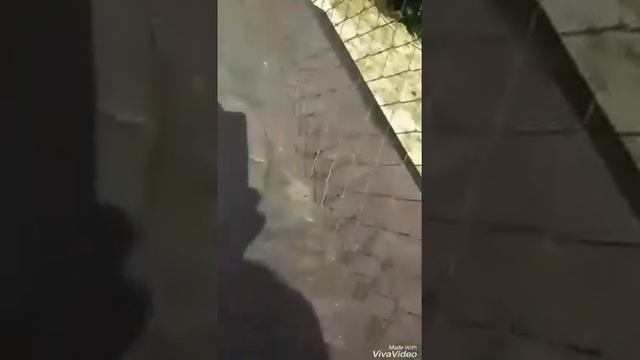 Станок -TJ для плетения сетки рабица смотреть онлайн