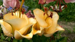 Необычная и очень красивая лилия