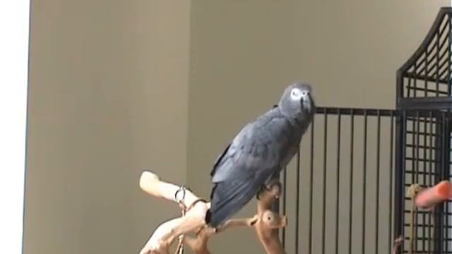 Parrot has a good ear for music | Попугай имеет хороший музыкальный слух смотреть онлайн