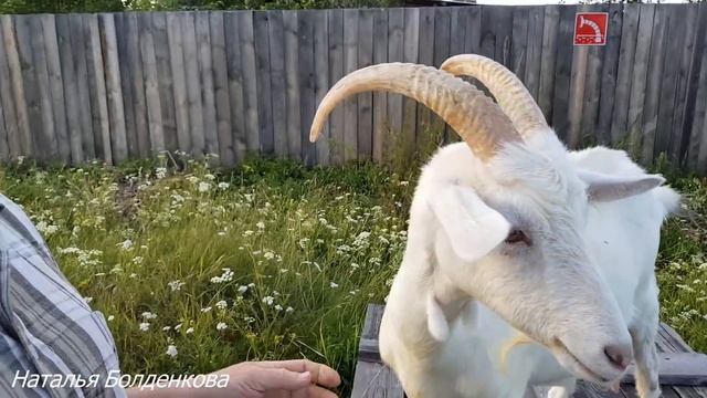 В гостях у Нади. Пасем коз. Разговариваем о хозяйстве. смотреть онлайн