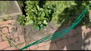 Когда клубника лежит на земле | Подпорка клубники