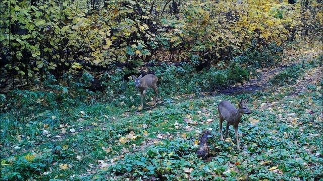 Лесные козы смотреть онлайн