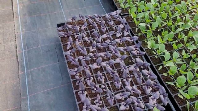 Первый урожай с кассеты. смотреть онлайн