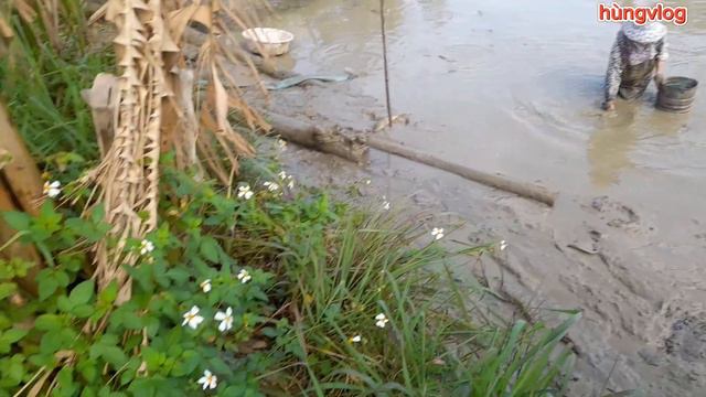 HÚT AO HỒ BẮT CÁ | FISHING | HÙNG VLOG #hùngvlog 1238 #đánhbắtca #fishing смотреть онлайн