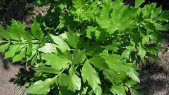 Любисток Лечебные свойства любистка и противопоказания смотреть онлайн