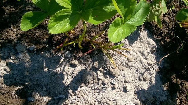 Рассказываю что нужно сделать с клубникой осенью чтобы получить хороший урожай в следующем году смотреть онлайн