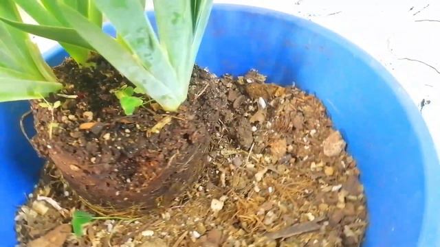 iris germanico cuidados CHUYITO JARDINERO смотреть онлайн