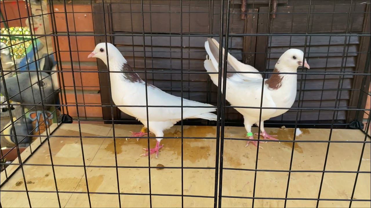 Бакинские голуби ️ старапородные#baku #bakupigeons