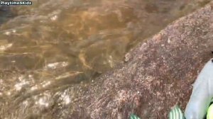 Игрушки морских животных этим летом на берегу/видео для детей