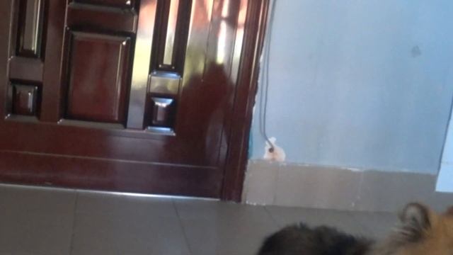 013. Знакомьтесь - это Алиса #шпиц #Померанский смотреть онлайн