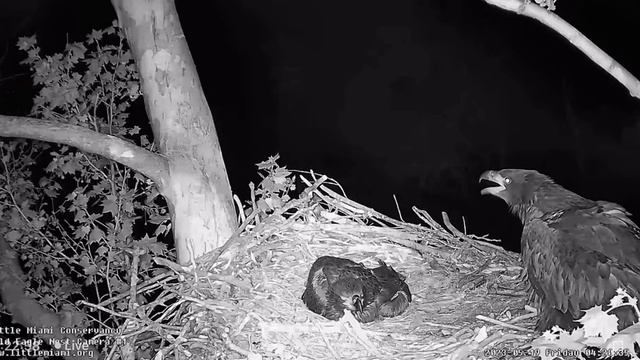 Little Miami Eagle Cam DANGEROUS Owl knocks E! 5/19/23 смотреть онлайн
