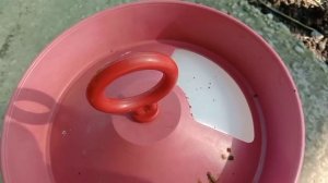 Первое яйцо от квочки?.Бутокс от насекомых не помогает...