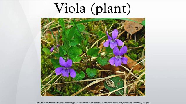 Viola (plant) смотреть онлайн