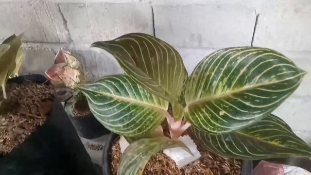 HARGA DAN JENIS AGLAONEMA DI TAHUN 2019 смотреть онлайн