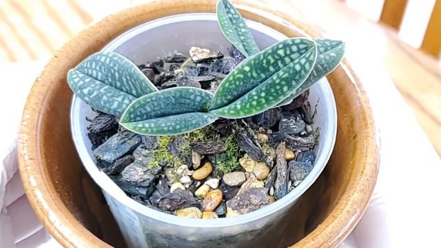 Мои пафиопедилумы смотреть онлайн