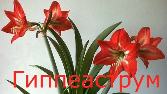 Комнатные цветы на букву Г смотреть онлайн