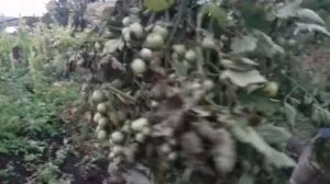 Помидор сорт "Божья коровка"