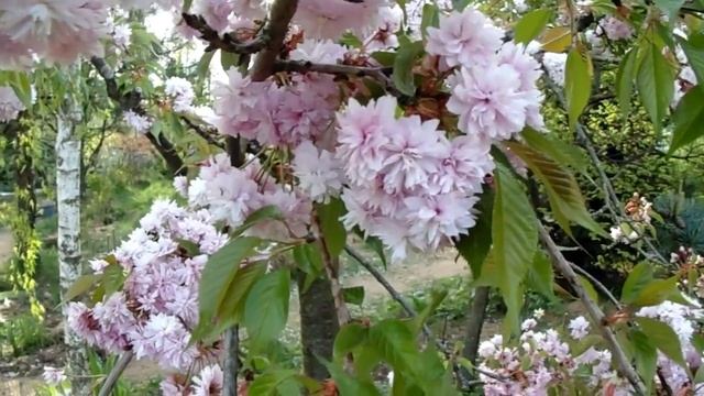 Знакомьтесь: Сакуры (разные) !!! смотреть онлайн