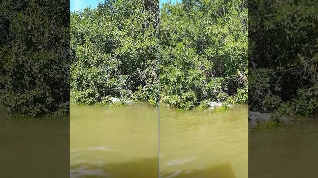 Río Lagartos - Mexico смотреть онлайн