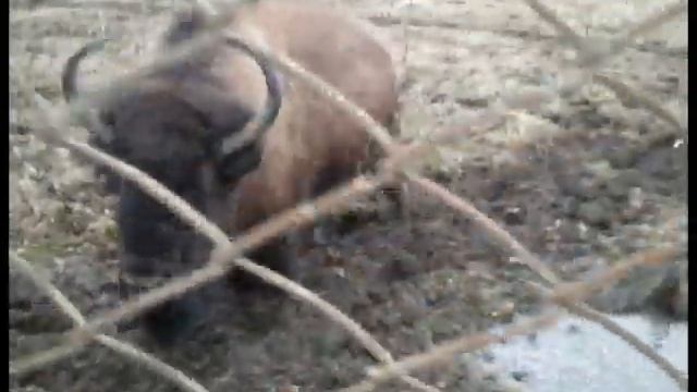 Зубробизоны в Токсово смотреть онлайн