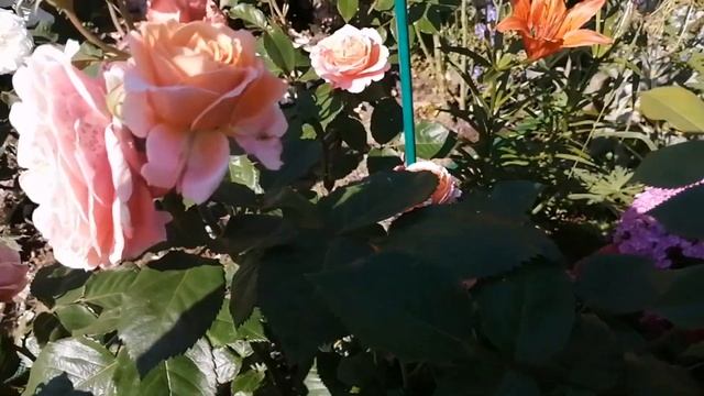 Ещё немного о розовых шедеврах смотреть онлайн