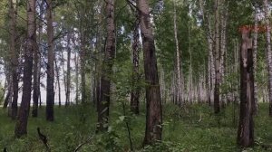 СБОРНИК ЛУЧШИХ ИСТОРИЙ ОТ NOSFERATU | 2021 | ЧАСТЬ 1