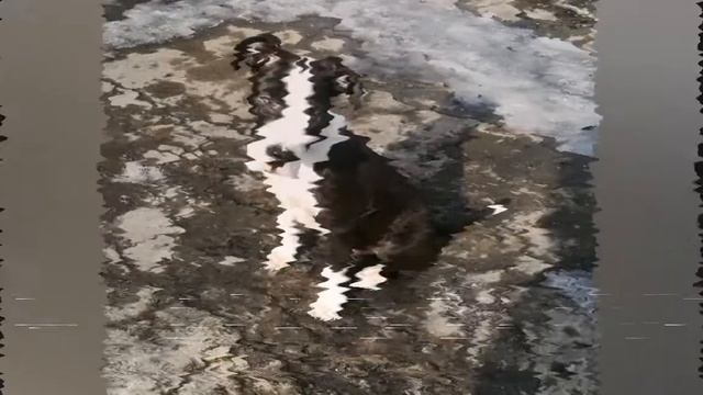 Фото Рокки до купирования ушей и после купирования ушей смотреть онлайн