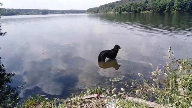 Собака спасаеться от жары или Трое в лодке, не считая собаки смотреть онлайн