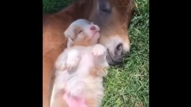 МАЛЫШИ-СОБАЧКИ...😍😍 Хорошие, милые, верные нам друзья!!! 04.10.2021г. Очень любите животных...😘😘😘 смотреть онлайн