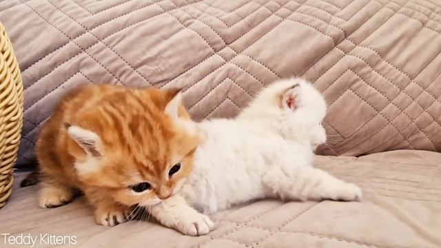 Pikachu does not let himself be offended ? Funny little kittens смотреть онлайн